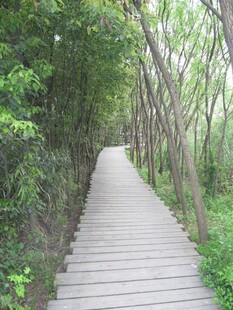 行道树 
