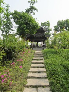 行道树