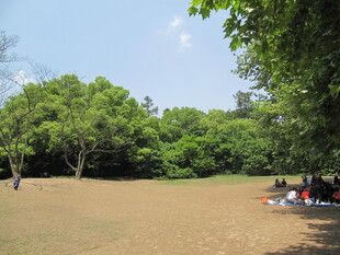 草地