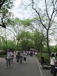 行道树