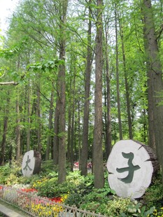 大树