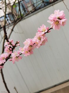梅花