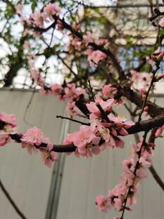 梅花