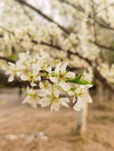 李子花