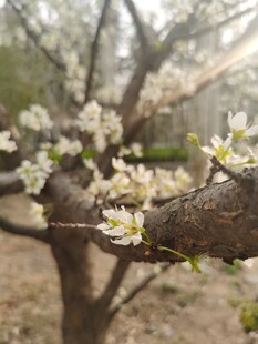 李子花