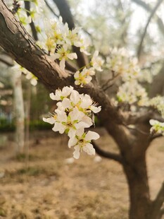 李子花