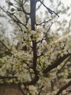 李子花