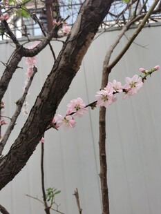 梅花