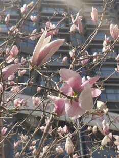 玉兰花