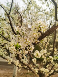 李子花