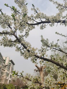 李子花
