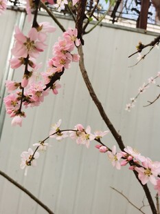 梅花
