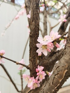 梅花