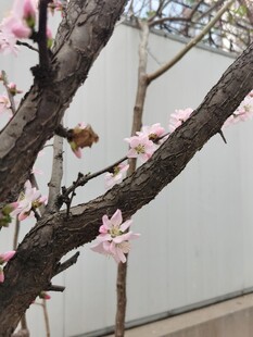 梅花