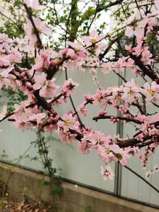 梅花