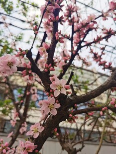 梅花