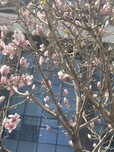 玉兰花