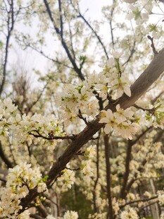 李子花