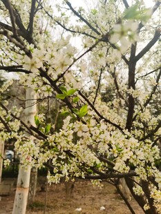李子花
