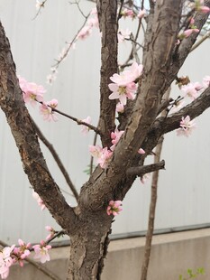 梅花