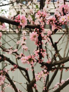梅花
