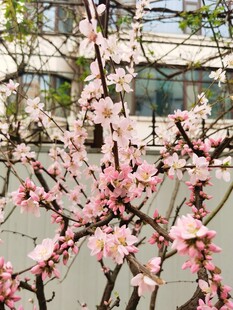 梅花