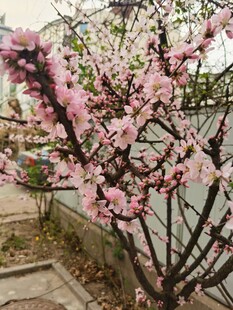 梅花