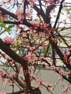 梅花