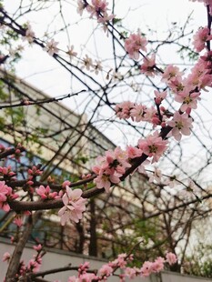 梅花