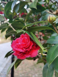 山茶花