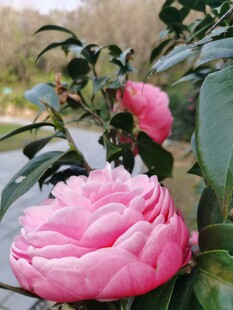 山茶花