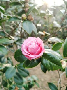 山茶花