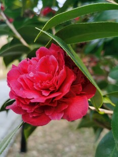 山茶花