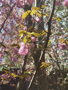樱花