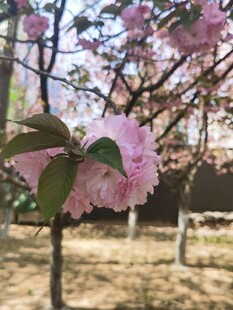 樱花