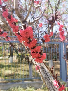 桃花 