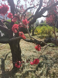 桃花 