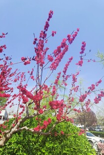桃花 