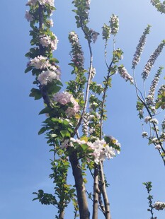 海棠花