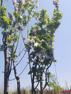 海棠花