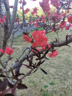 桃花