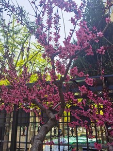 桃花 