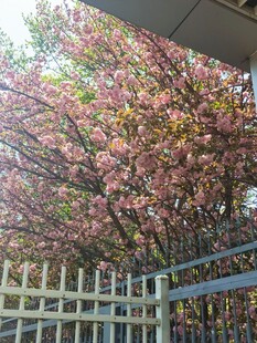 樱花