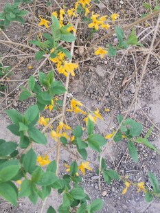 迎春花