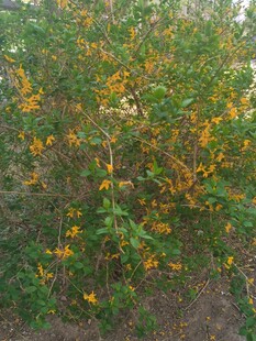 迎春花