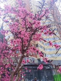 桃花