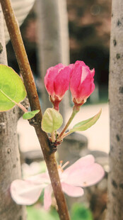 花苞