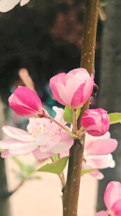 花朵特写