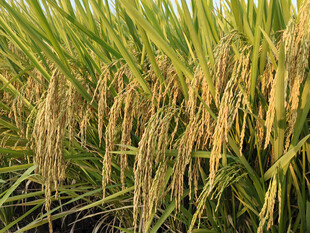 水稻