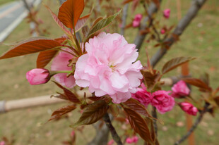 海棠花